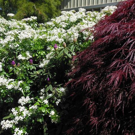 Garden Bed And Breakfast Christchurch Extérieur photo