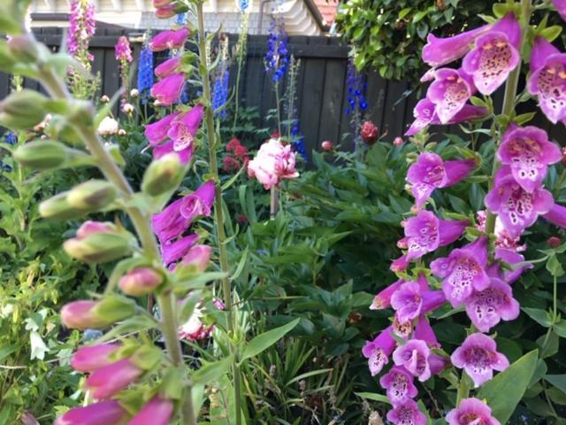 Garden Bed And Breakfast Christchurch Extérieur photo