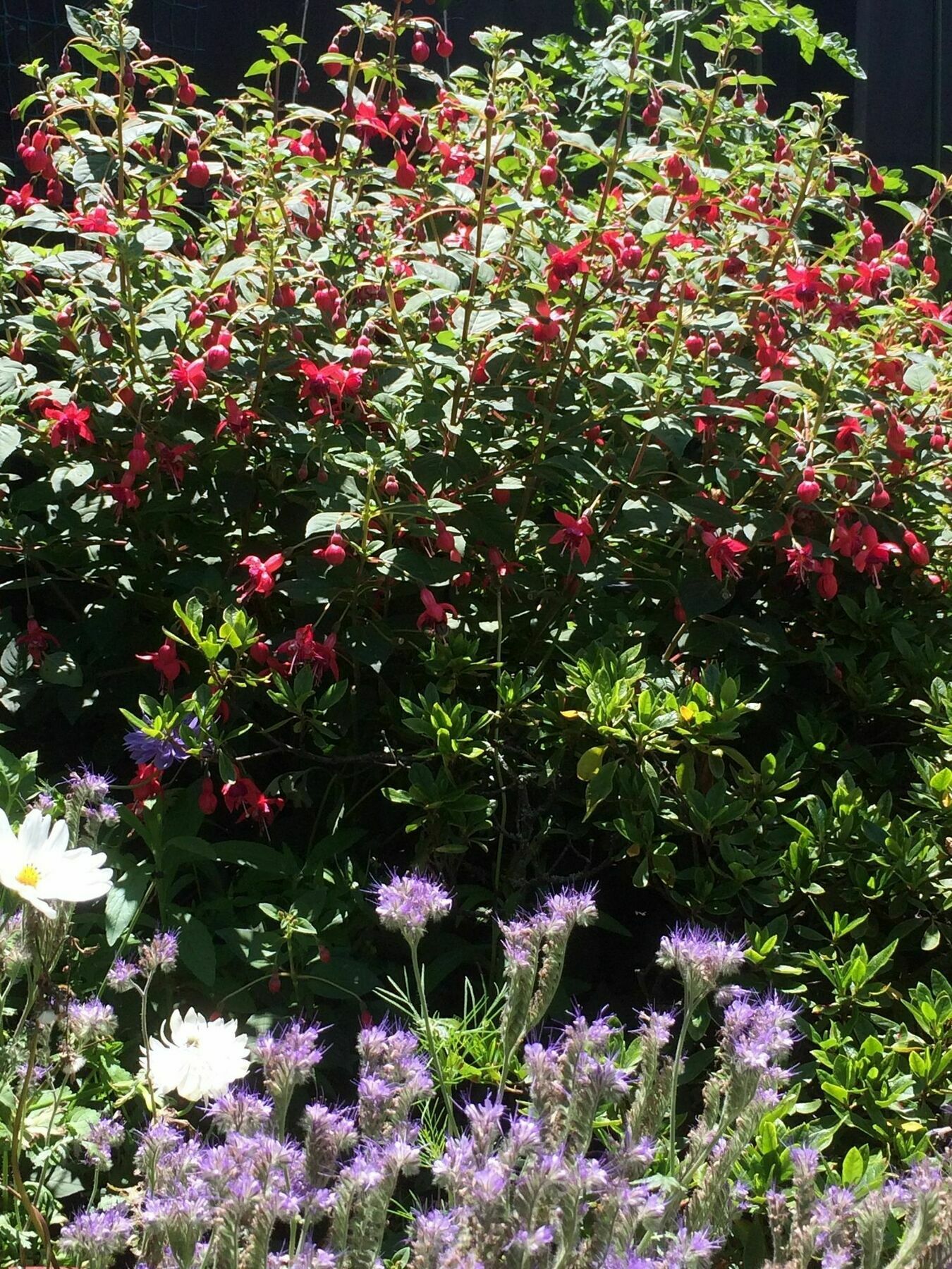Garden Bed And Breakfast Christchurch Extérieur photo