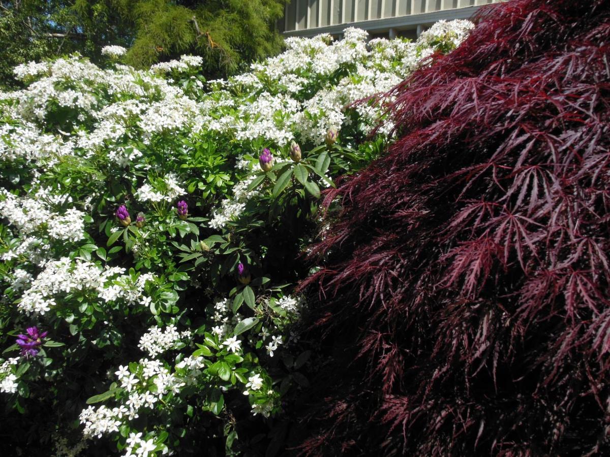 Garden Bed And Breakfast Christchurch Extérieur photo